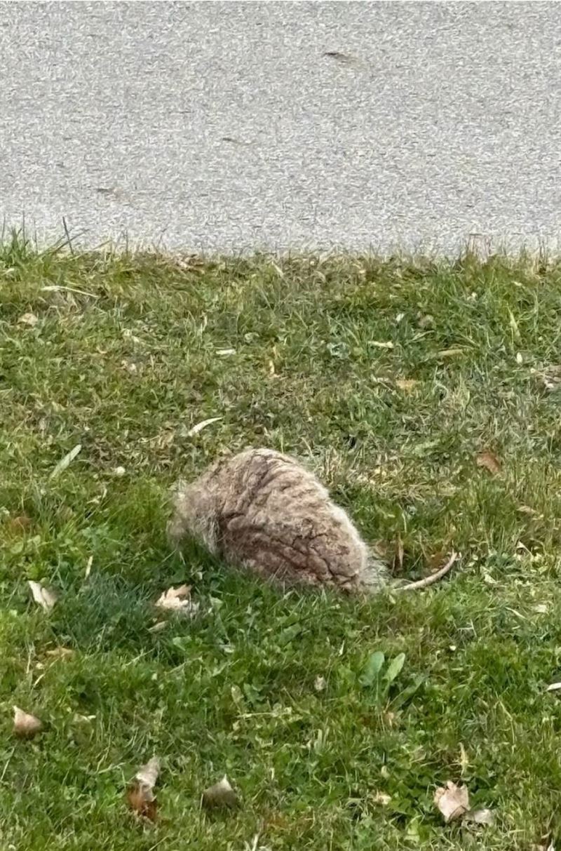 古德曼以為家中被人丟了石頭或破布。（圖／翻攝自Halfway Home Wildlife Rehab臉書）