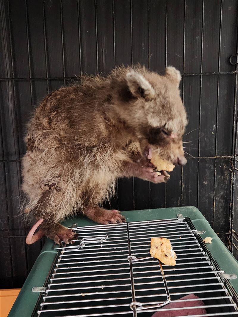 浣熊經過治療後已經好轉。（圖／翻攝自Halfway Home Wildlife Rehab臉書）