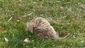 家裡被丟「會呼吸的石頭」！真面目曝光　專家驚：差點沒命了。（圖／翻攝自Halfway Home Wildlife Rehab臉書）