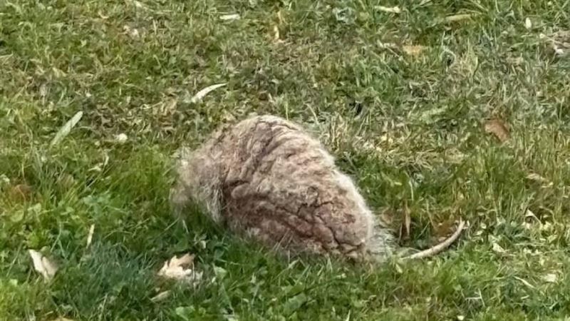 家裡被丟「詭異石頭」!專家驚:差點沒命