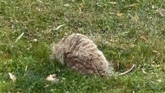 家裡被丟「詭異石頭」！專家驚：差點沒命