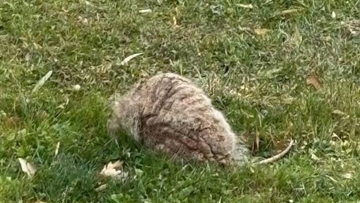 家裡被丟「詭異石頭」！專家驚：差點沒命