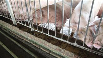 116年禁廚餘養豬　北市清運回收不再分類