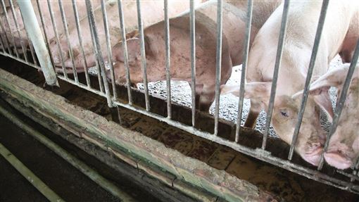 116年禁廚餘養豬　北市清運回收不再分類