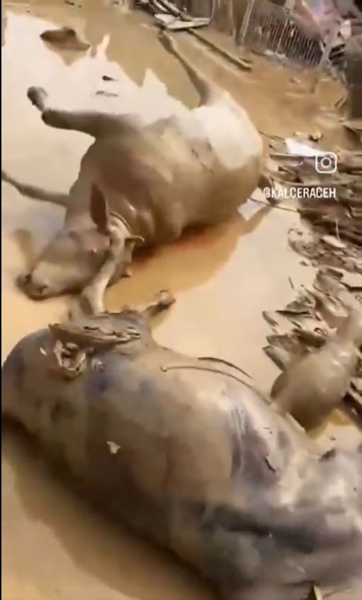 遭洪水淹死的牛隻滲出血水，惡臭難聞。（圖／翻攝ｘ@volcaholic1）