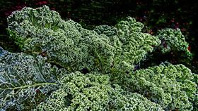 羽衣甘藍,十字花科。（示意圖／PIXABAY）