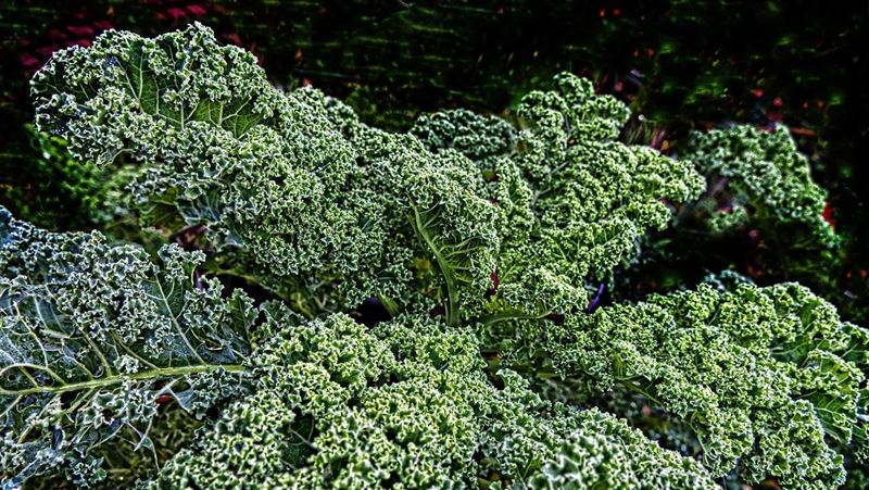 常吃「1蔬菜」60歲婦10年沒復發!腎癌醫推