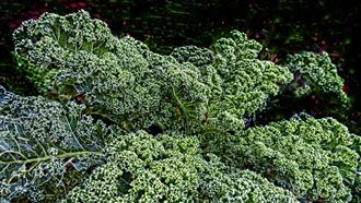 常吃「1蔬菜」60歲婦10年沒復發!腎癌醫推