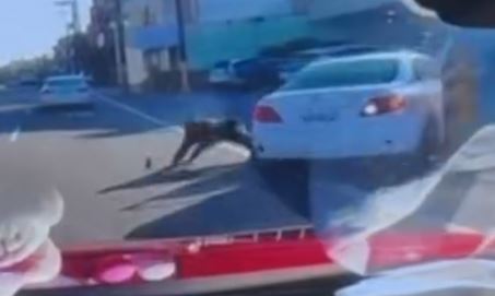 車主阻止偷車未果，被甩飛車外趴在馬路上，還好後方駕駛及時閃過，才沒被輾過。（圖／翻攝threads@maggie910417）