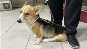 柯基犬,虐狗,台南市,返還,動保處