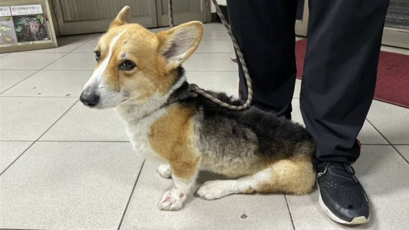 當時遭到施虐被沒入的柯基犬，在飼主杜男提起行政訴訟下法官判決勝訴，動保處必須返還愛犬。(圖／動保處提供)