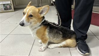 重摔虐柯基竟沒事！2年後法官這麼判