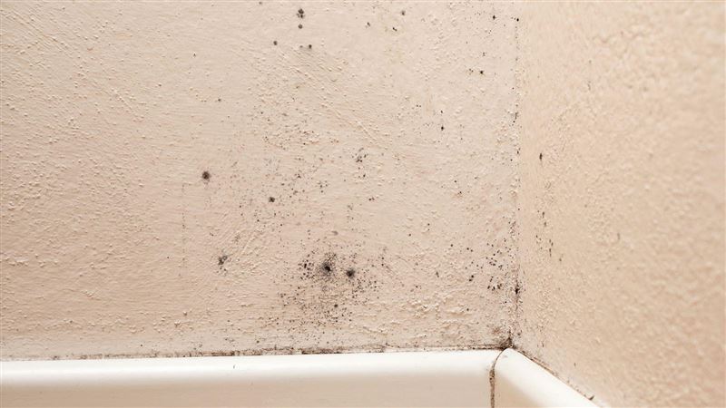 雨季降臨，潮濕天氣易導致家具、牆壁等發霉，也會影響健康，如何防潮相當重要。（圖／21世紀不動產提供）