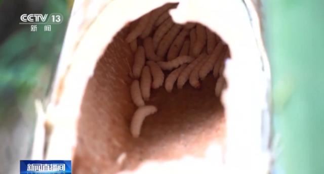 女子褲內藏了竹蟲。（圖／翻攝自央視）