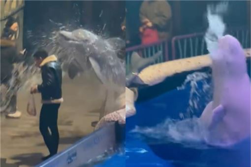 男躲海洋館偷抽菸　白鯨躍水面親「滅火」