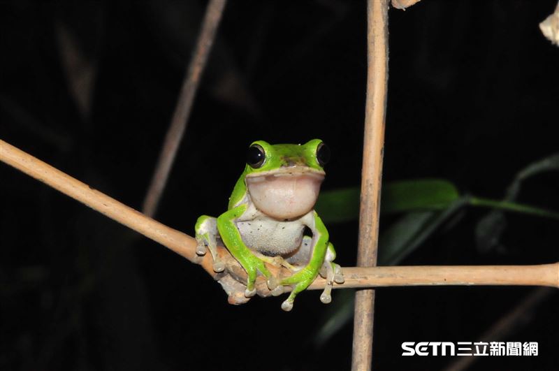 林業保育署嘉義分署自2018年起開始推動珍貴稀有保育類&mdash;&mdash;諸羅樹蛙的保育計畫，致力於調查其棲地現況、建立族群監測機制，並透過棲地營造與社區合作等方式，確保這一特有物種得以在原生環境中永續繁衍。（圖／嘉義分署授權提供）