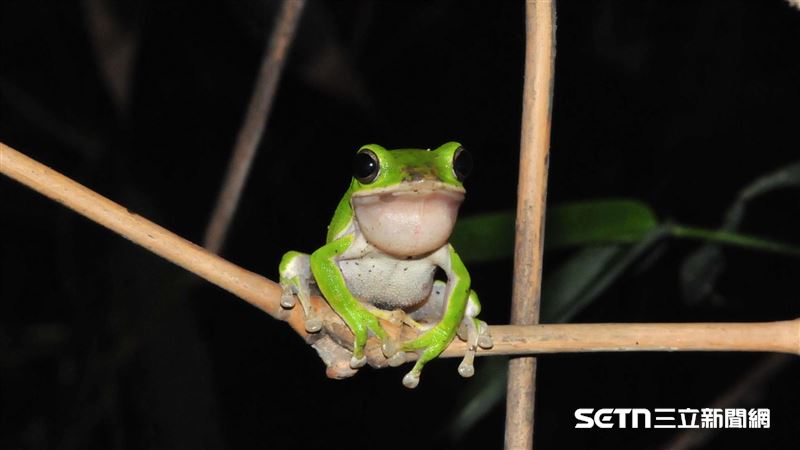 台灣特有種登國際舞台　牠們光榮拿雙認證