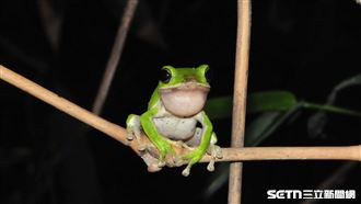 台灣特有種登國際舞台　牠們光榮拿雙認證