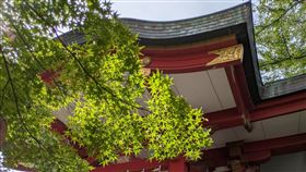 面對少子化，東京龜岡八幡宮於「七五三」節提供給毛小孩祈福的服務。（圖／翻攝自X平台 @s169lotXqqtJRP5）