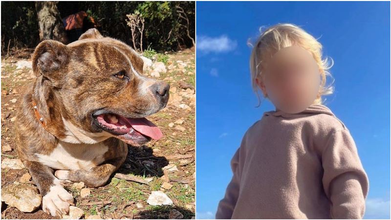 剛過2歲生日!男童找比特犬玩30秒爆頭亡