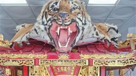 木柵集應廟「保儀尊王」首次受邀參與艋舺青山王祭正日遶境，廟方特別啟用珍藏「虎頭」法器。（圖／木柵集應廟提供）

