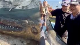 鉛花咖啡,嘉義,鱷雀鱔,咖啡,鱷魚,通緝令,火箭,殺手,釣客,六腳鄉