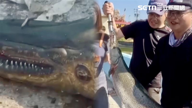 外來種鱷雀鱔，吃光大家集資放給村民垂釣的吳郭魚，傷透腦筋。附近「鉛花咖啡」老闆娘陳怡萱靈機一動，向全國發布通緝令，成功除害。（圖／翻攝畫面）