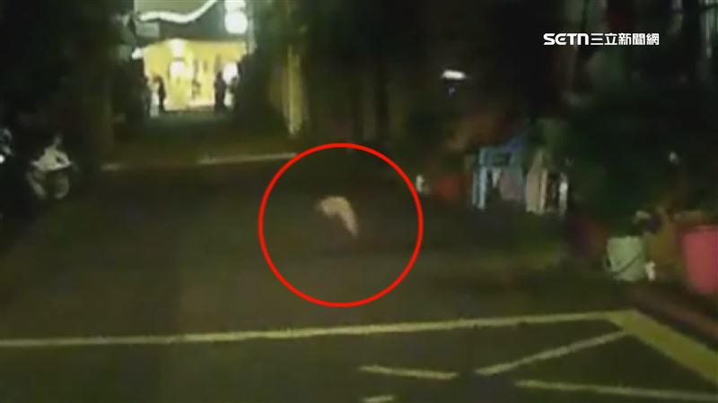 遭撞的小貓咪在地上痛苦掙扎