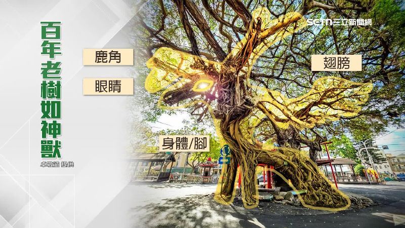 獨/純天然!近百年巨樹「撞臉神獸」