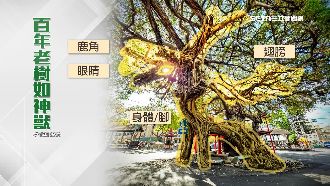 獨／純天然！近百年巨樹「撞臉神獸」
