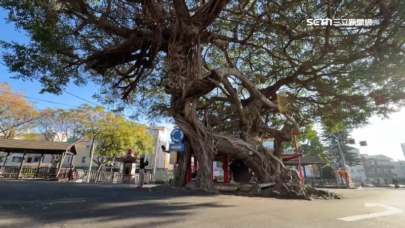 土地公旁的百年老樹