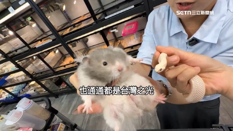 台灣的鼠類、爬蟲類繁殖技術很好