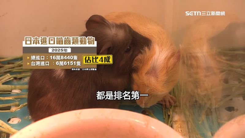 日本進口動物統計,近五年嚙齒類自台灣輸入佔比4成