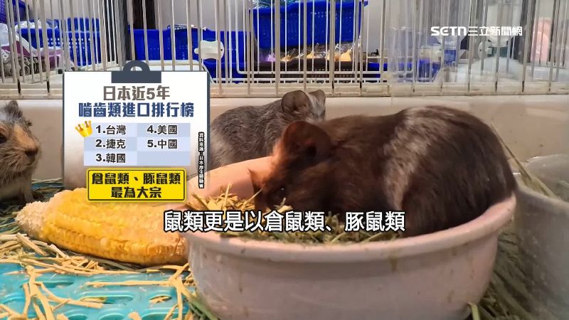 近五年嚙齒類自台灣輸入都是排名第一