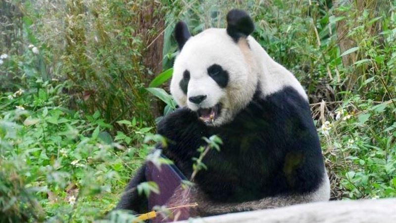 為何肉食動物不敢攻擊熊貓?古籍給了答案