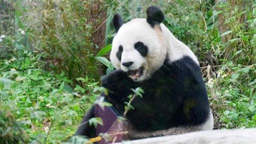 為何肉食動物不敢攻擊熊貓？古籍給了答案