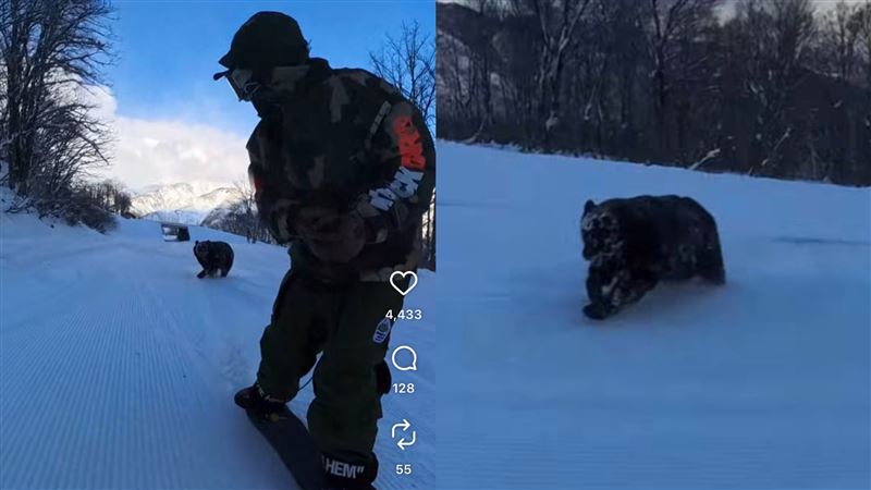 日本滑雪小心!選手在雪場遇黑熊埋伏攻擊