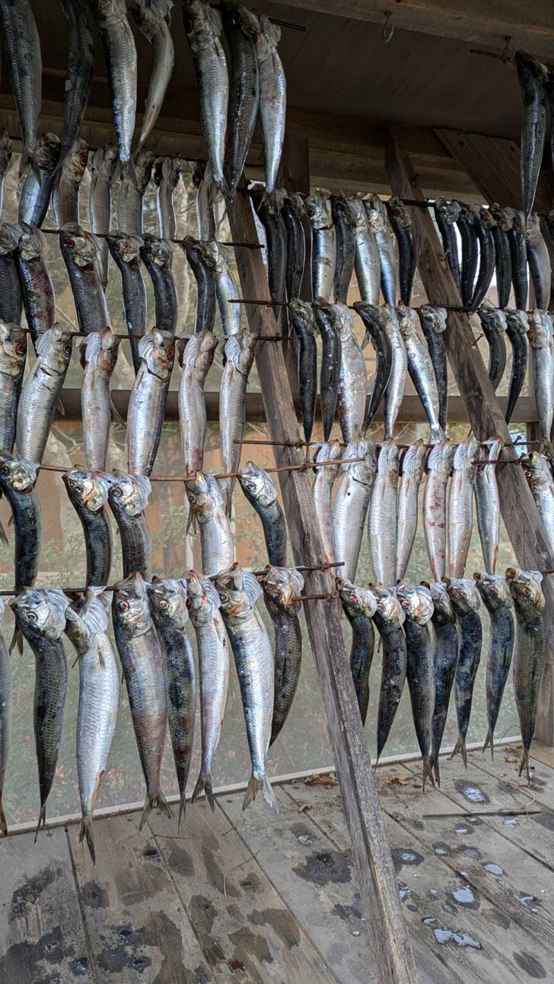 海灘上躺滿了數千隻沙丁魚屍體,民眾撿拾製作魚乾。(圖/翻攝自X平台 @kazuhiro_nikki)