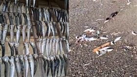  強震前兆？沙灘2000沙丁魚擱淺　畫面震撼。（圖／翻攝自X平台 ＠kazuhiro_nikki）