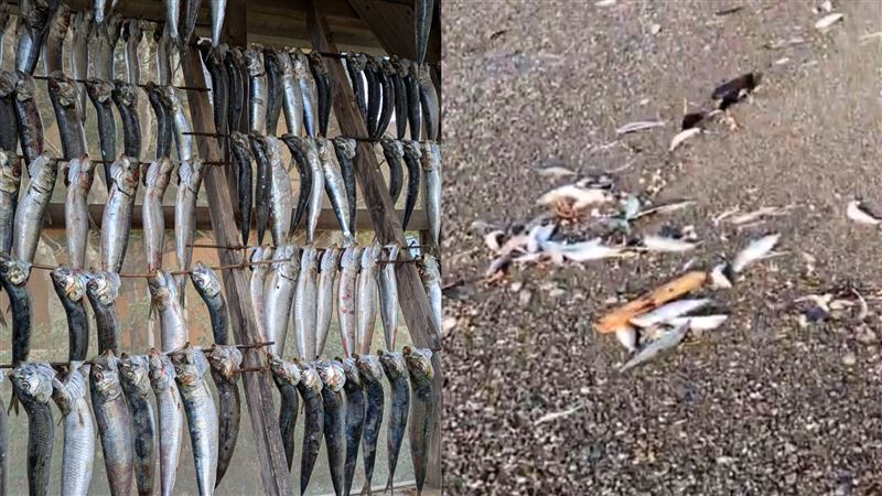 強震前兆？沙灘2000沙丁魚擱淺　畫面震撼