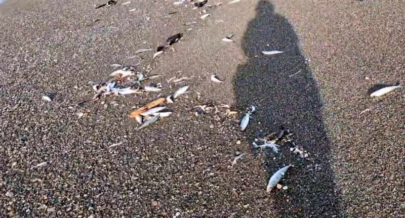 擱淺沙丁魚約有2000條左右,大多數已經死亡。(圖/翻攝自X平台 @kazuhiro_nikki)