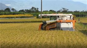 農民加緊作業，搶割未完全成熟的稻子，盼減少鳳凰颱風帶來的損失。（圖／記者王浩原攝影)
