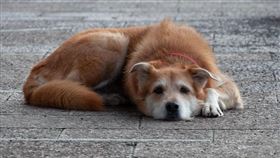 流浪狗,毛小孩。（示意圖／PIXABAY）