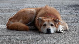 流浪12年有家了！老狗睡前做1儀式 網淚崩