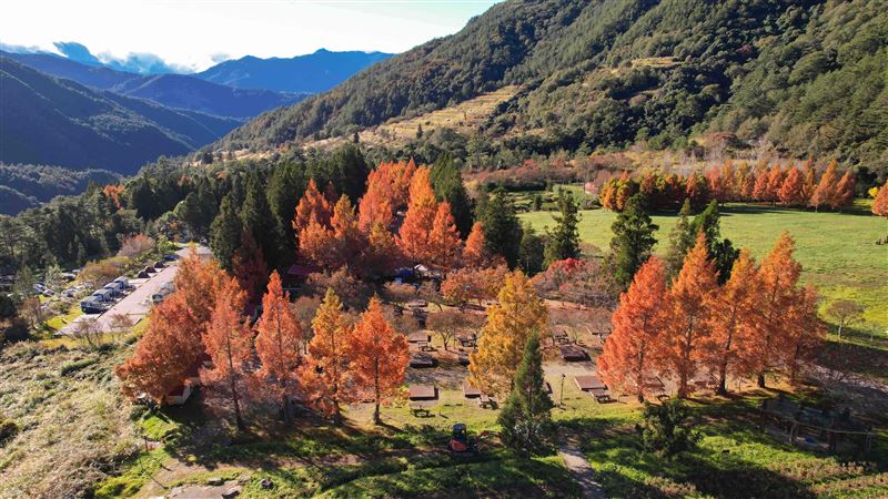 武陵農場與福壽山農場已陸續看得到楓紅,預期將吸引大批遊客前往賞楓。(圖/旅宿業者提供)