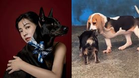 米可白持續透過臉書公布人人犬舍認養後續與現況。（圖／翻攝自臉書）