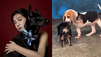 領養斷腿犬隔天棄養！米可白怒喊二次傷害