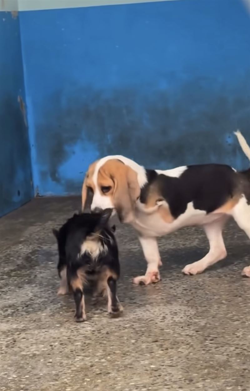 米可白表示有情侶認養了三腳米可魯,送到美容院後竟惡意棄養。(圖/翻攝自臉書)