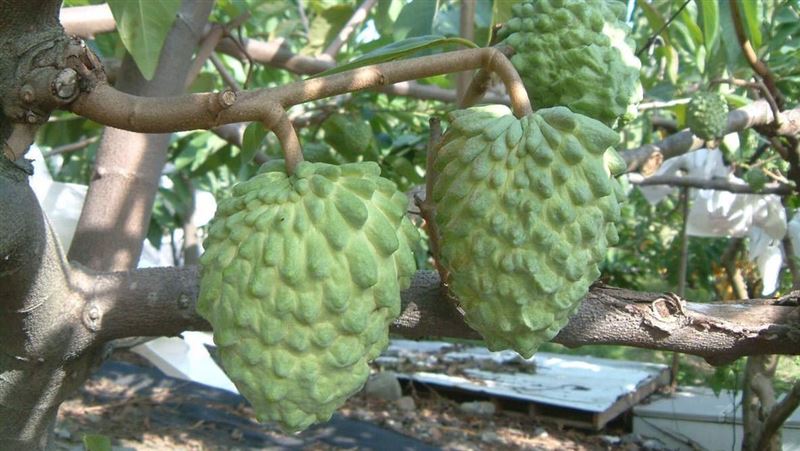 鳳梨釋迦營養價值驚人。(圖/農糧署提供)