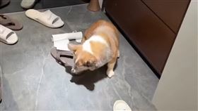 茶聚加盟店負責人涉嫌虐狗引發關注。（圖／翻攝自Threads）